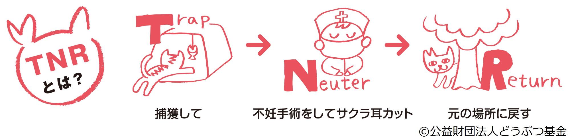 さくらねこTNR