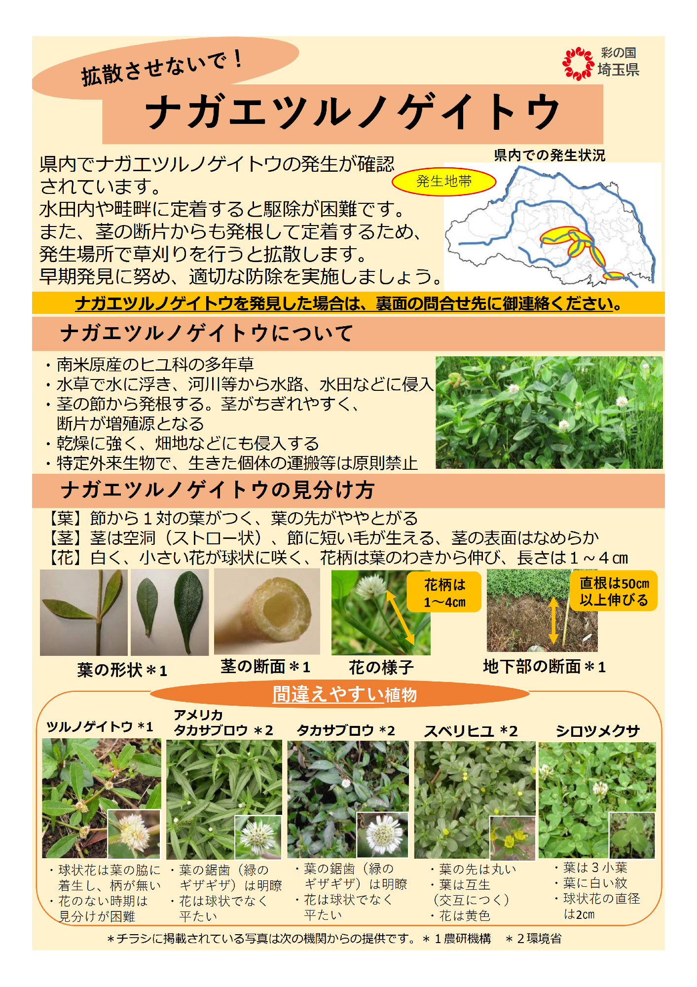 ナガエツルノゲイトウ