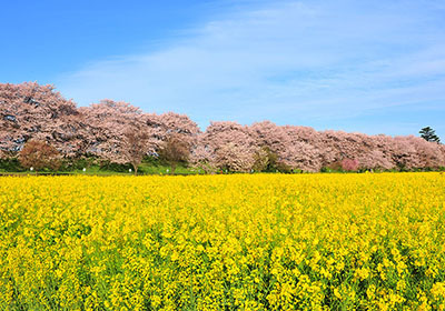 桜と菜の花