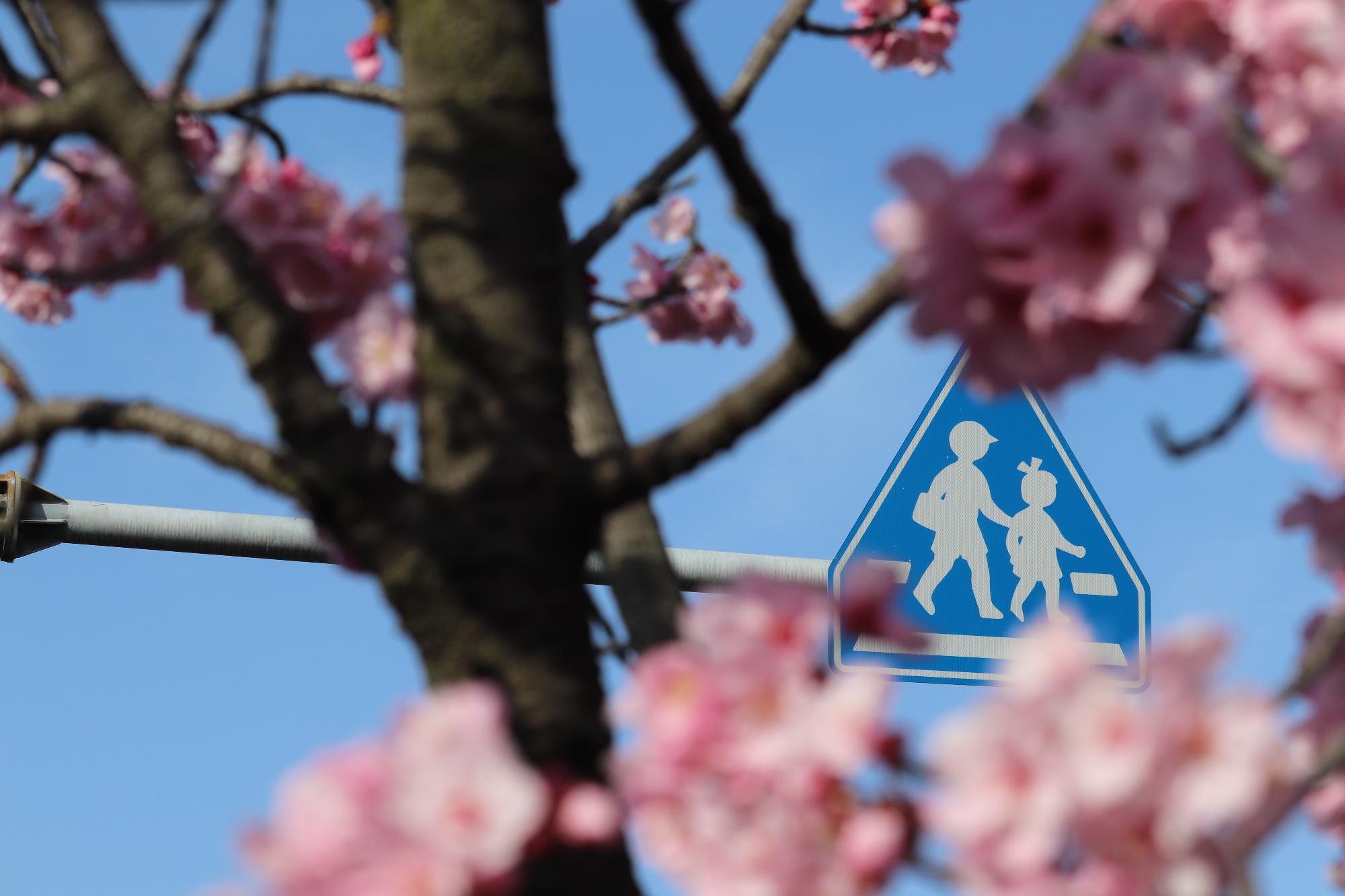 桜の花の隙間の奥に横断歩道の道路標識が見えている写真
