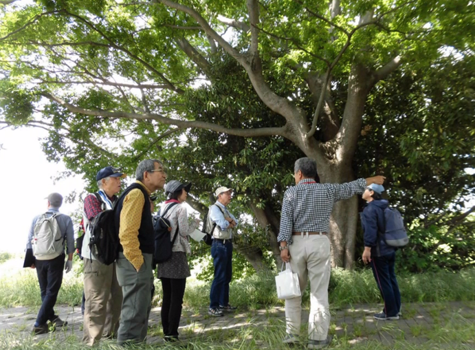 中川探検ウォークの様子