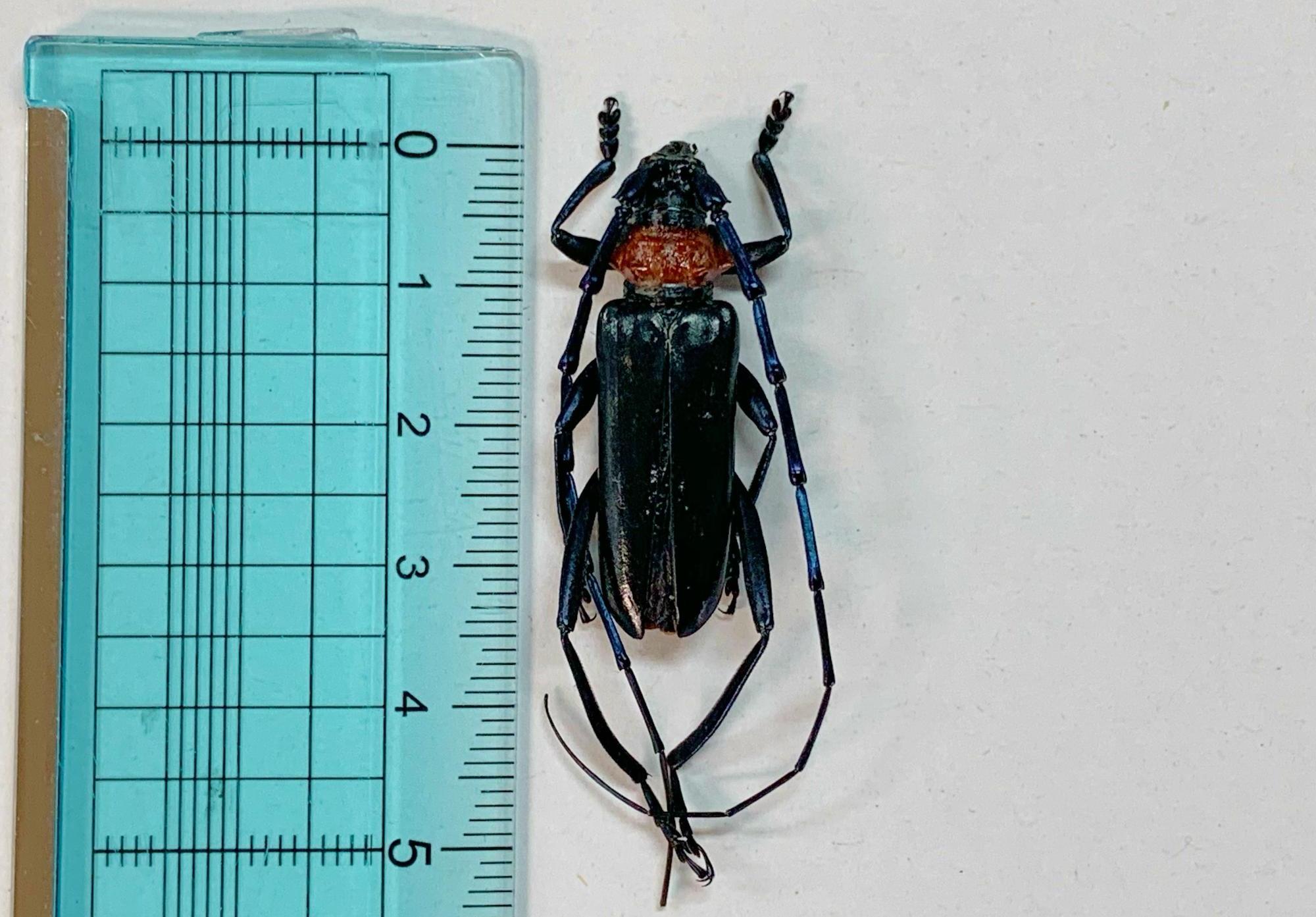 クビアカツヤカミキリの成虫