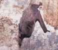 アブラコウモリ