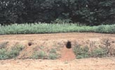 ホンドギツネの巣穴