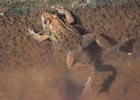 トウキョウダルマガエル
