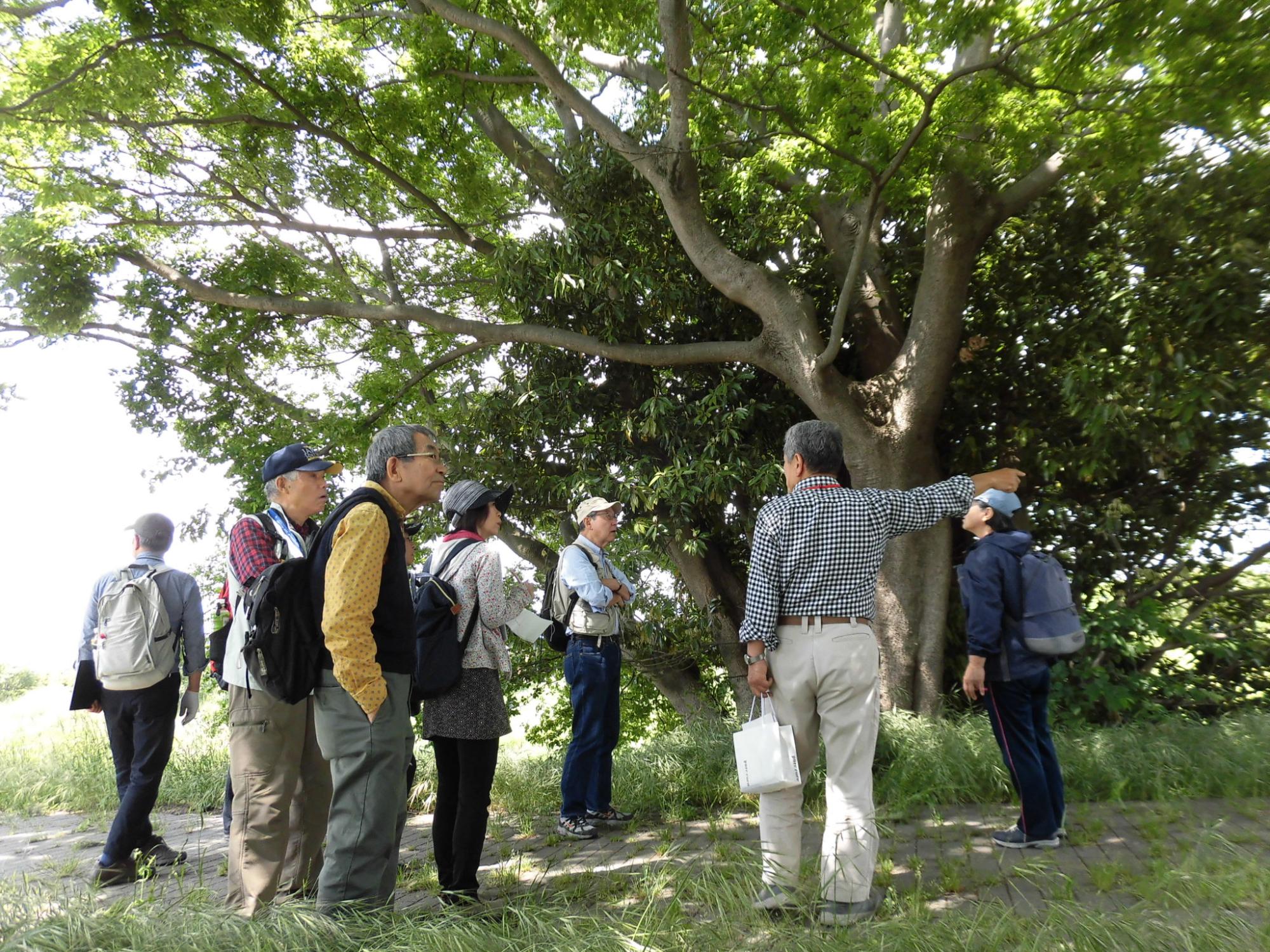 中川探検ウォークの様子
