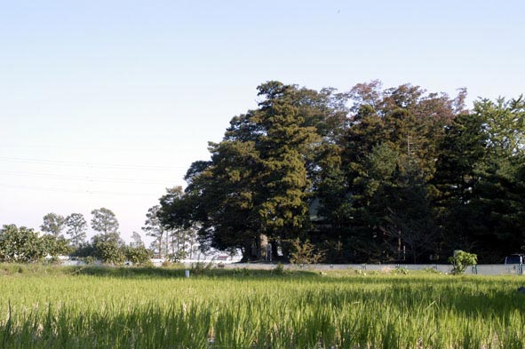 社寺林