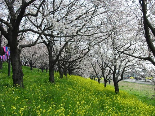 桜並木