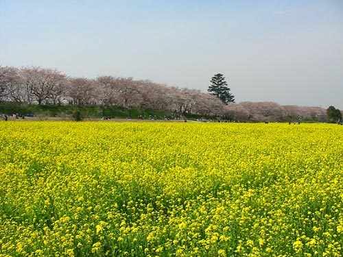 権現堂堤