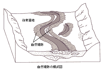 自然堤防の模式図