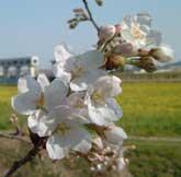 市の花の桜の写真