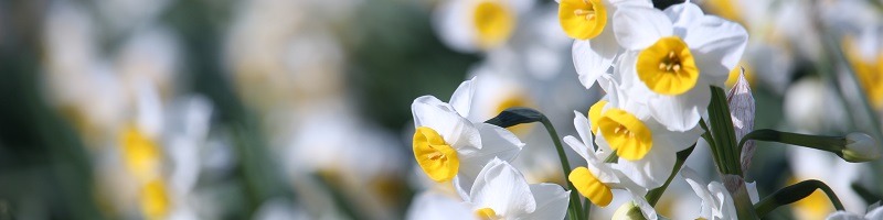 外側に白色の花びらをつけ、内側の突き出したくちばしのような黄色い花をつけた水仙が一面に咲いている写真