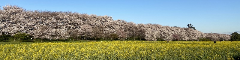 青空の下、菜の花畑が一面に広がり、ピンク色の桜の花が満開に咲いている権現堂堤の風景写真