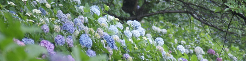 青や紫や白色の、色とりどりのアジサイが満開に咲いている写真