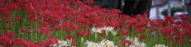 赤や白色の曼珠沙華の花が一面に咲いている写真