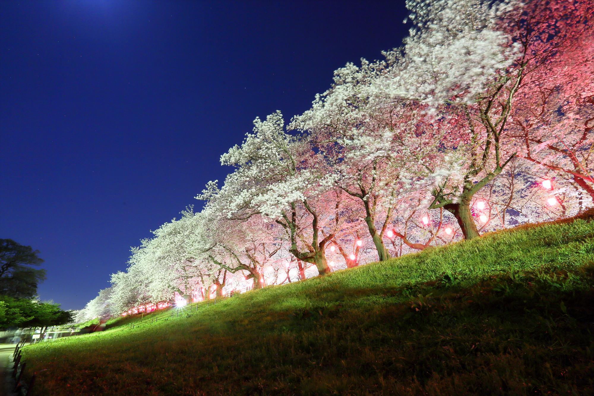 令和7年観光写真コンクール【優秀賞】石井守彦「夜桜爛漫」