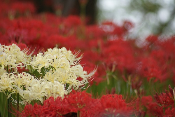 曼珠沙華1