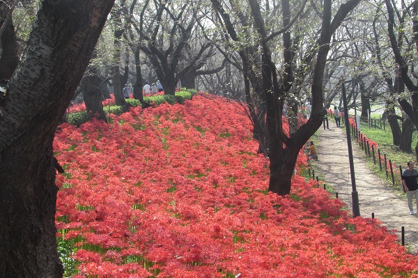 曼珠沙華3