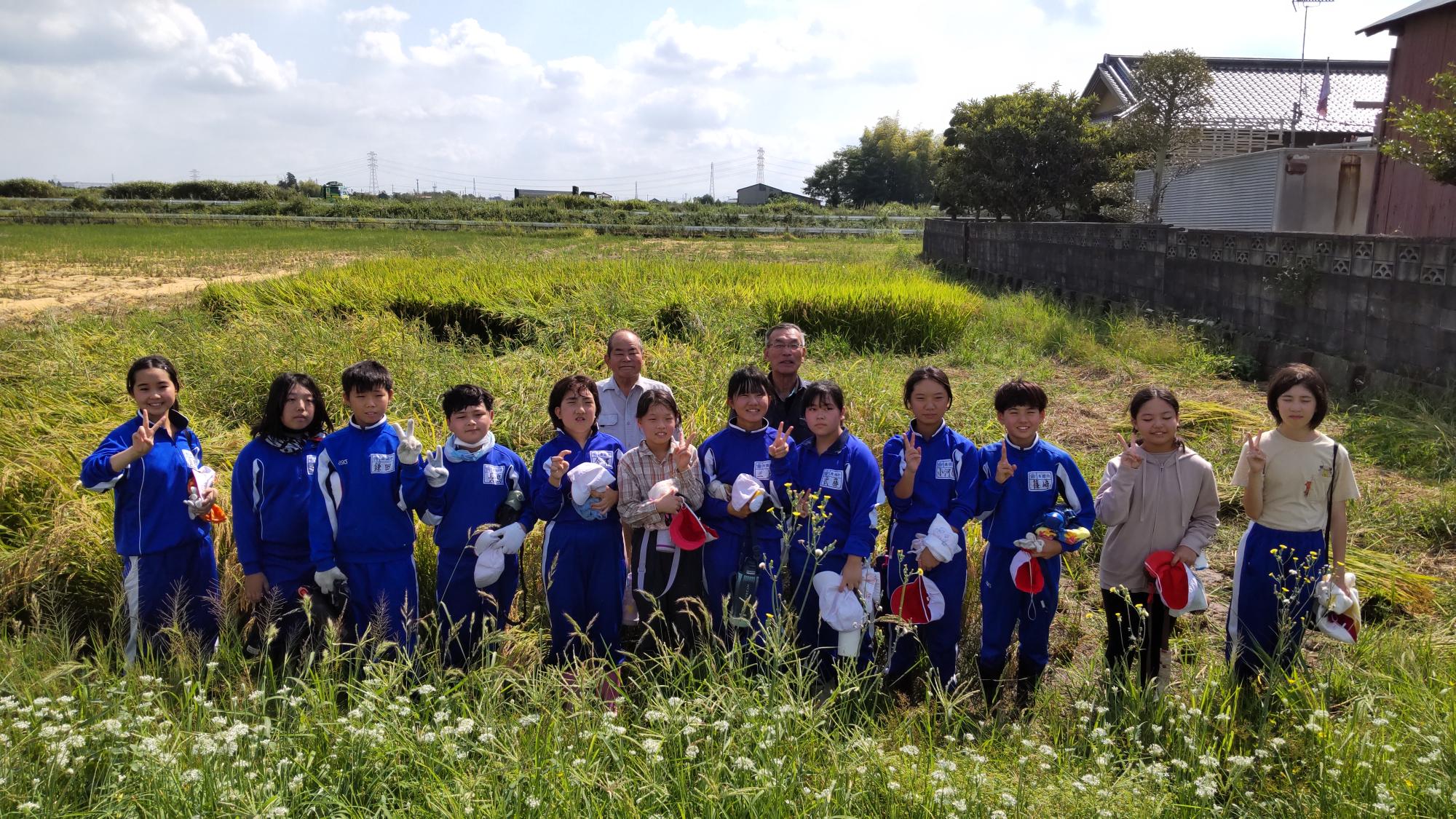 吉田小学校稲刈り